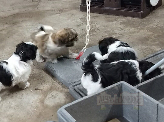 Mollys Hvalpekuld - Shih Tzu - 7 uger