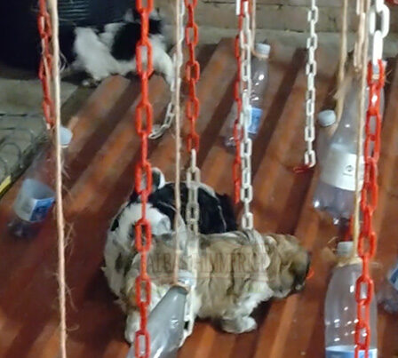 Mollys Hvalpekuld - Shih Tzu - 7 uger