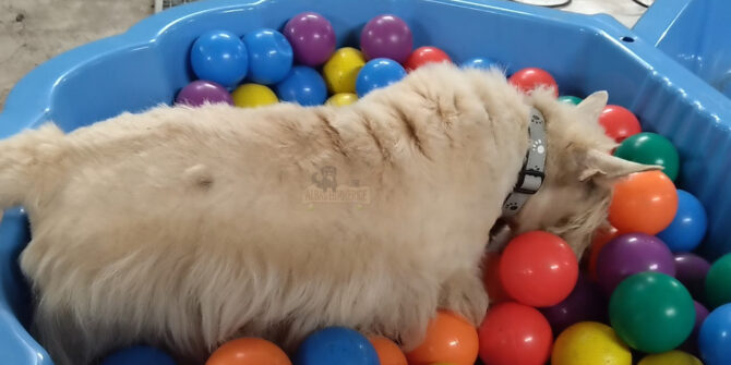 Balou - Skotsk Terrier - 14 år