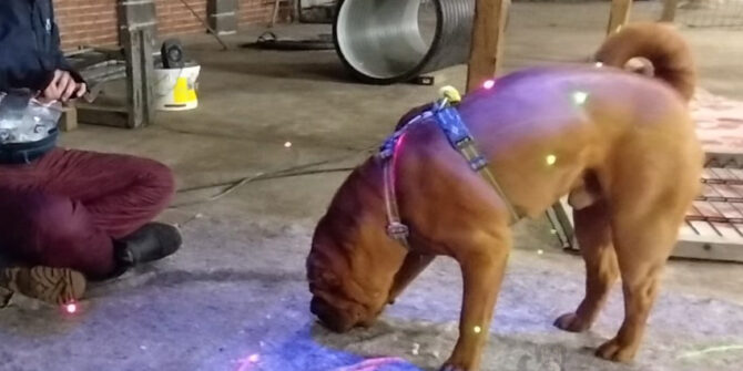 Benson - Shar Pei - 2 år