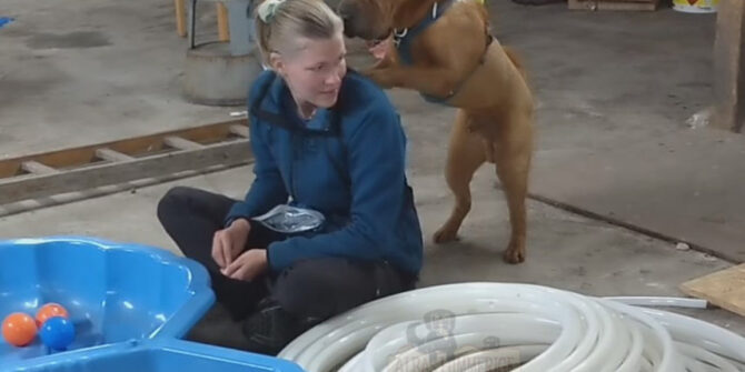 Benson - Shar Pei - 2 år