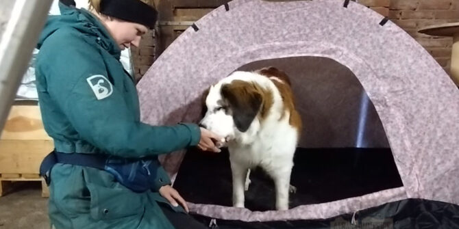 Bertha - Sankt Bernhard - 1 år