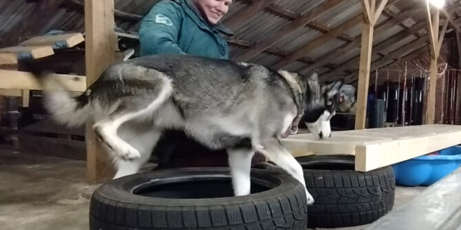 Balou - Siberian Husky - 5 år