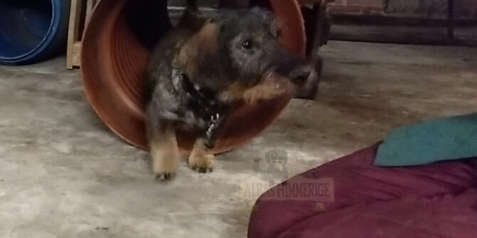 Poika - Gravhund - 4 år