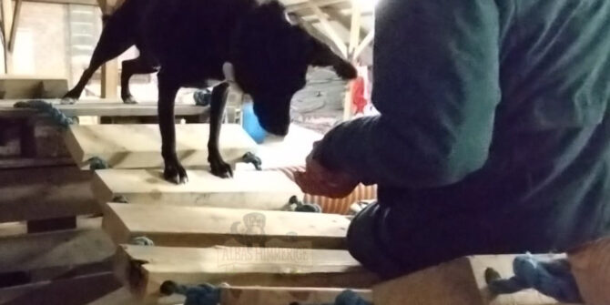 Zikki - Labrador/Dansk Svensk Gårdhund - 7 år