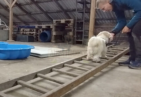 Dexter - Coton de Tulear/Shih Tzu - 5 år