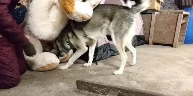 Balou - Siberian Husky - 5 år