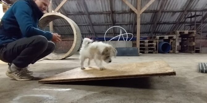 Konrad - Jack Russel - 5 måneder