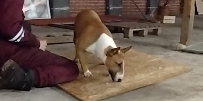 Pelle - Bullterrier - 3 år