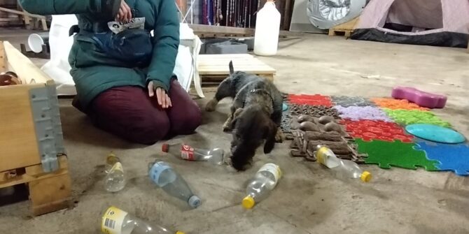 Jessie - Gravhund - 2 år