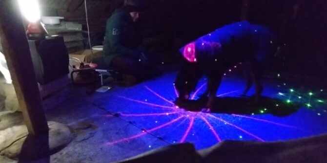 Edwin - Labrador/Grosser Sennenhund - 8 år