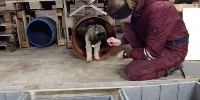 Alvin - Shih Tzu - 4 år