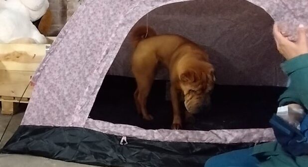 Benson - Shar Pei - 2 år