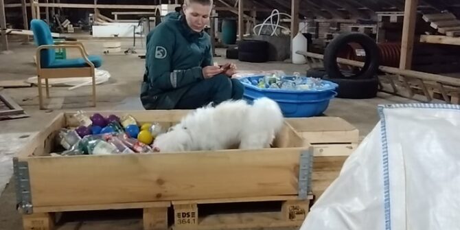 Sonja - Coton de Tulear - 2 år