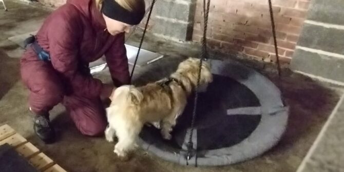 Gizmo - Jack Pardon blanding - 2 år