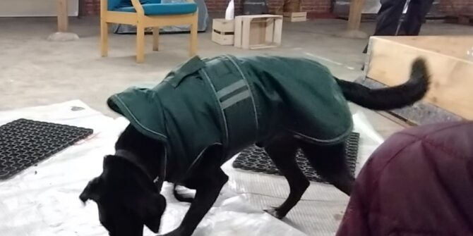 Zikki - Labrador/Dansk Svensk Gårdhund - 7 år