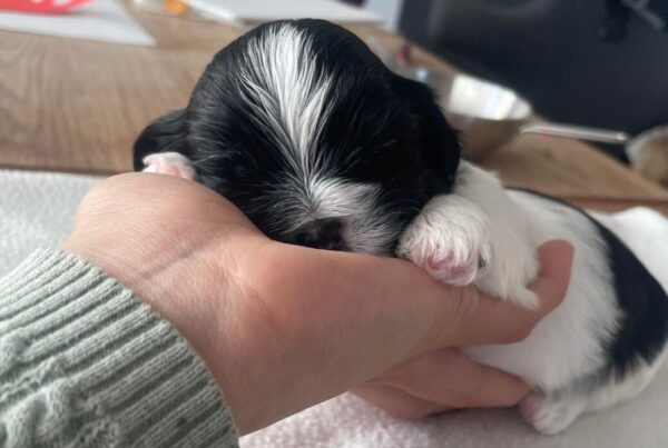 17 dage gammel (ShihTzu)