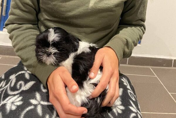 52 dage gammel (Shih Tzu)