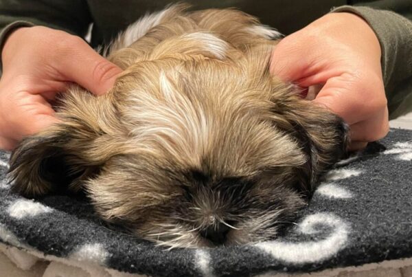 52 dage gammel (Shih Tzu)