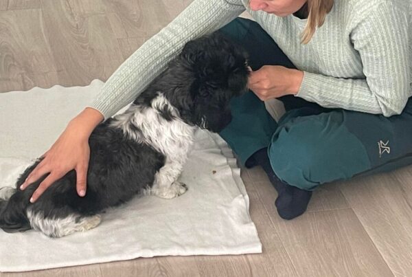 Shih Tzu hundemor - Molly