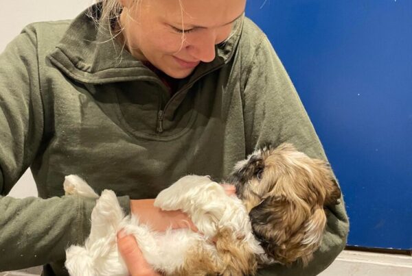 52 dage gammel (Shih Tzu)