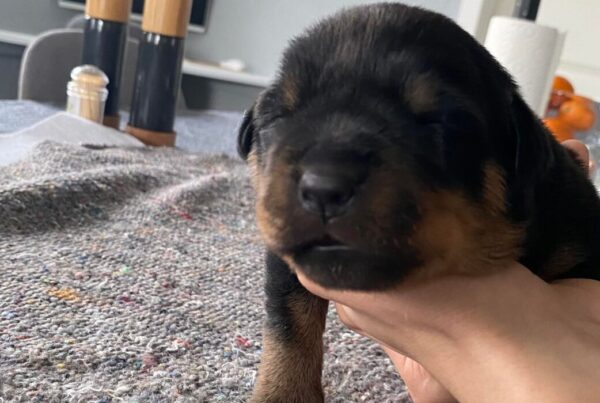 11 dage gammel (Rottweiler)