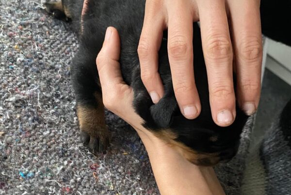 11 dage gammel (Rottweiler)