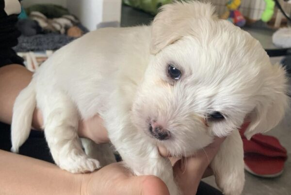 20 dage gammel (Coton de Tulear)