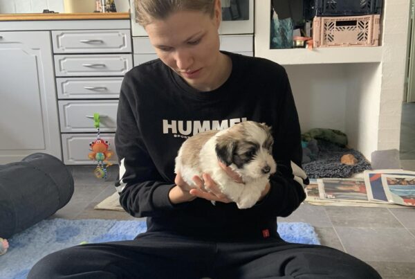 20 dage gammel (Coton de Tulear)