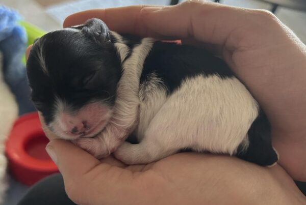 3 dage gammel (Coton deTulear)