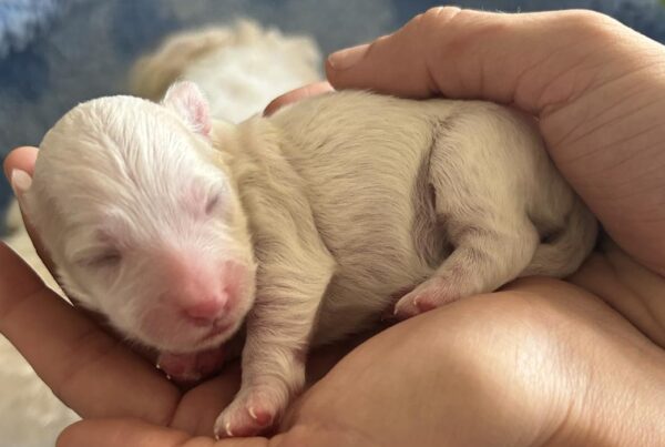 3 dage gammel (Coton deTulear)