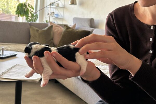 3 dage gammel (Coton deTulear)