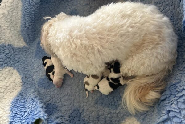 Coton de Tulear hundemor Lily
