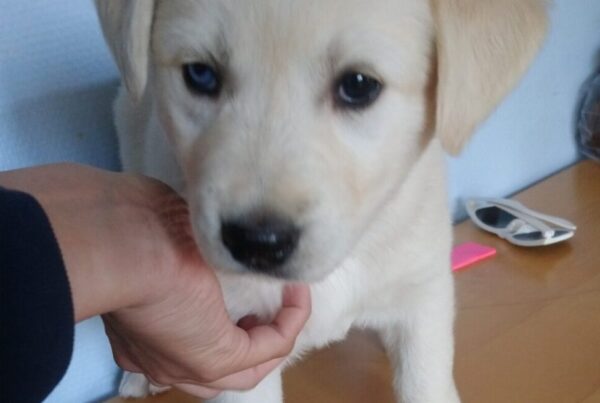 28 dage gammel (Husky/Golden Retriever)