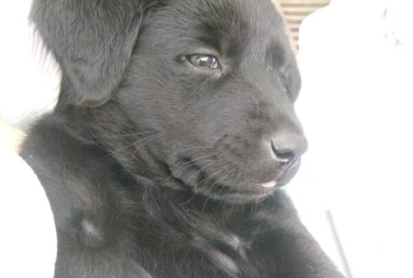 20 dage gammel (Border Collie/Labrador)