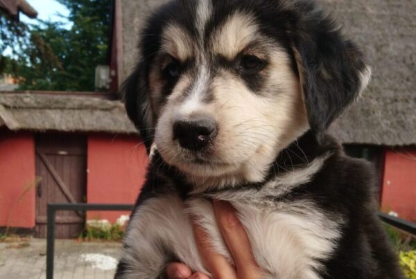50 dage gammel (Husky/Golden Retriever)