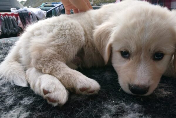 50 dage gammel (Husky/Golden Retriever)