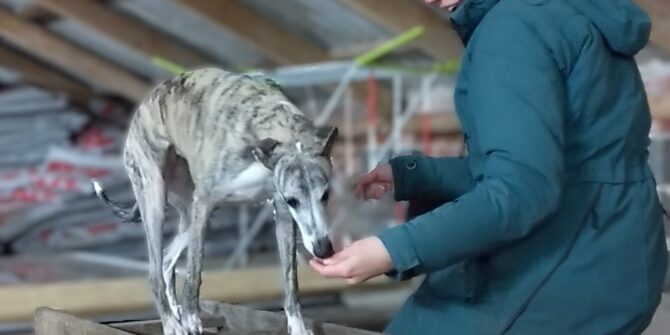 Bali - Whippet - 5 år