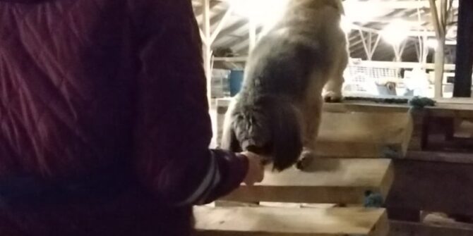 Alvin - Shih Tzu - 5 år