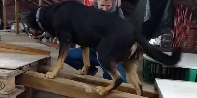 Edwin - Grossen Sennen blanding - 9 år