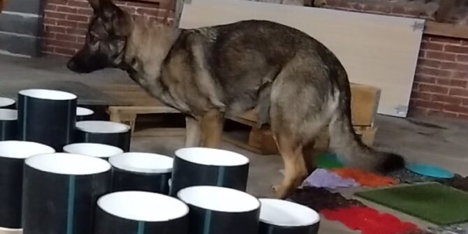 Tessie - Schæfer - 4 år