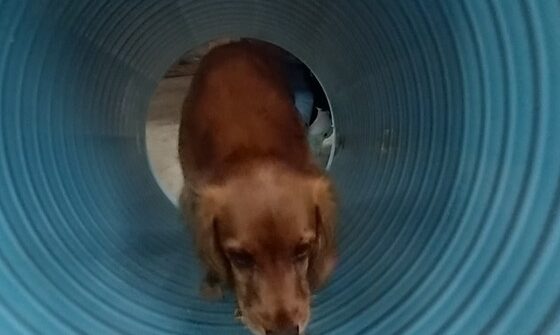 Mio - Cocker Spaniel - 4 år