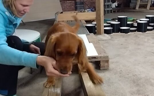 Mio - Cocker Spaniel - 4 år