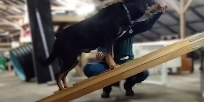 Edwin - Grossen Sennen blanding - 9 år